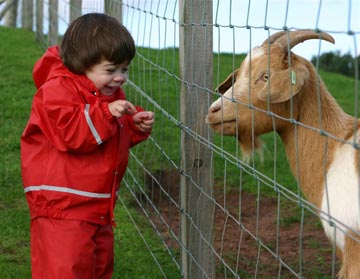 Feeding the goats